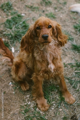 A cocker spaniel puppy. © Mertframe