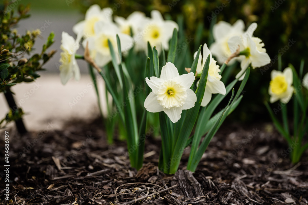 Obraz premium White and Yellow Daffodils