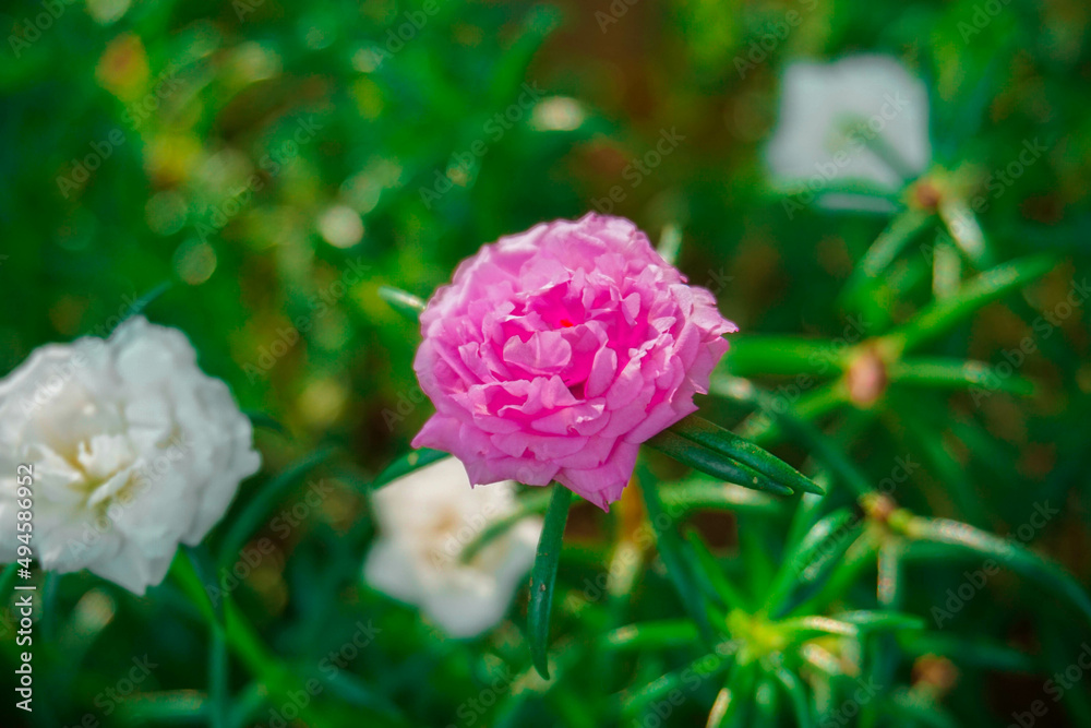 flowers that are beautiful enough to complement the beauty of the garden in the city. flowers in the city park. flowers that are beautiful enough to complement the beauty of the garden in the city. flowers in the city park.