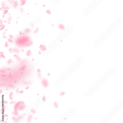 Sakura petals falling down. Romantic pink flowers gradient. Flying petals on white square background. Love, romance concept. Wonderful wedding invitation.