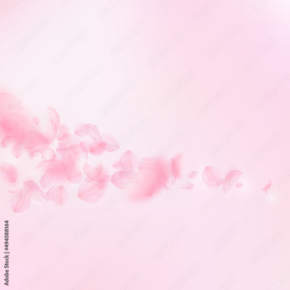 Sakura petals falling down. Romantic pink flowers comet. Flying petals on pink square background. Love, romance concept. Pretty wedding invitation.
