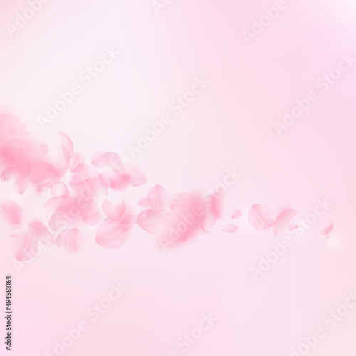 Sakura petals falling down. Romantic pink flowers comet. Flying petals on pink square background. Love, romance concept. Pretty wedding invitation.