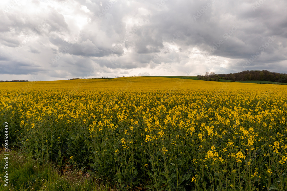 Landscape with yellow, flowering rapeseed field and cloud sky Landscape with yellow, flowering rapeseed field and cloud sky
