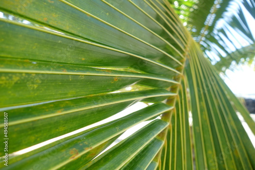 palm tree leaves