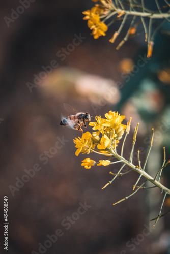 bee flying on a flower 