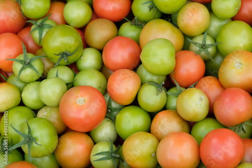 FU 2020-10-10 Feldtag 184 Grüne und rote Tomaten liegen auf einem Haufen