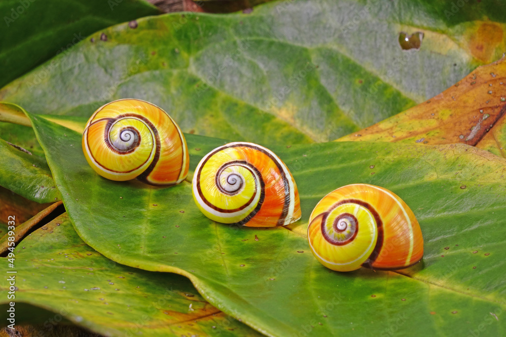 Cuban snail (Polymita picta) world most beautiful land snails from Cuba