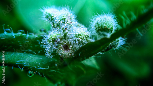 close up of grass