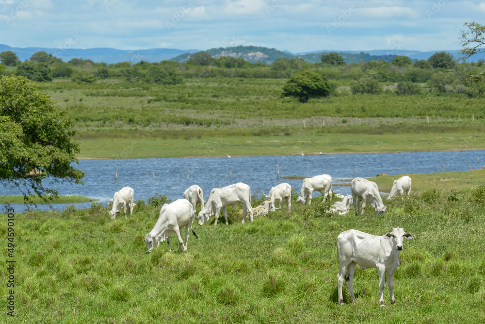 Livestock. Nelore cattle in Araruna, Paraíba, Brazil