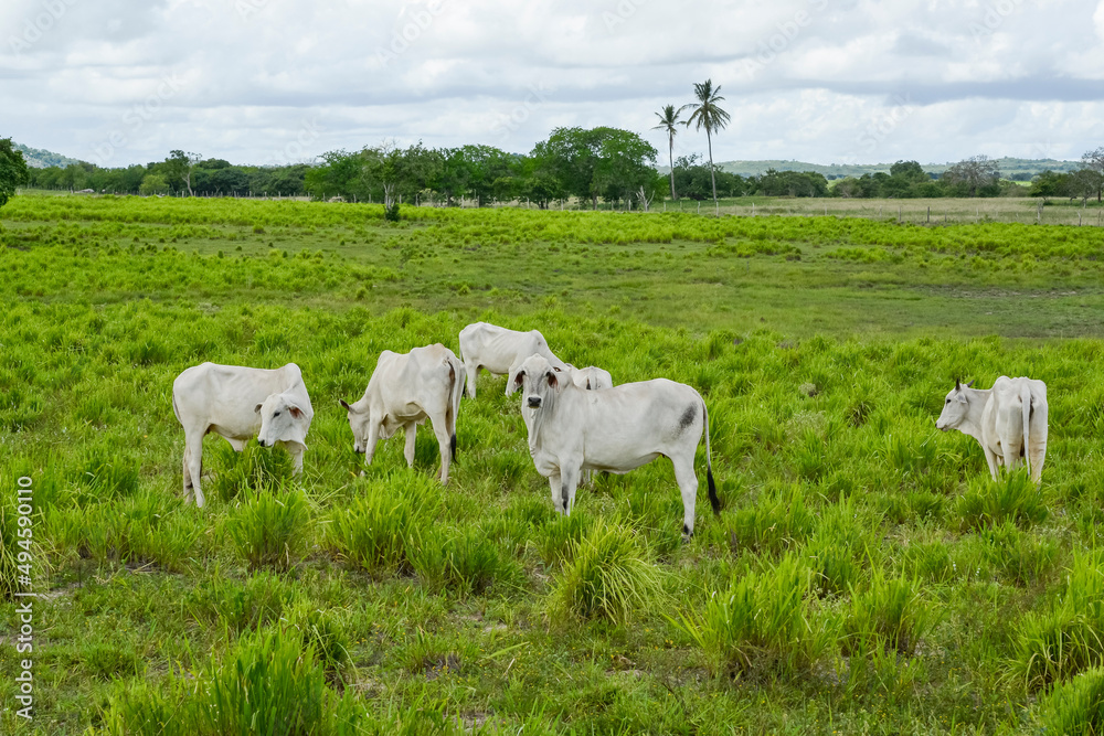 Livestock. Nelore cattle in Araruna, Paraíba, Brazil Livestock. Nelore cattle in Araruna, Paraíba, Brazil
