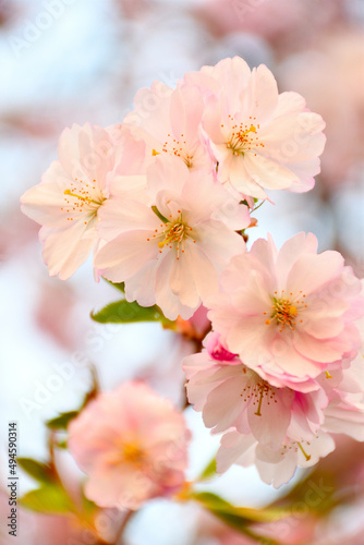 Frühlingblüten