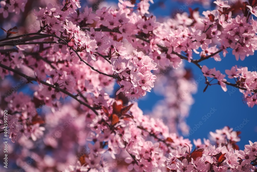 Beautiful floral concept. Pink magnolias in a spring edition. Photo with shallow depth of field. Beautiful floral concept. Pink magnolias in a spring edition. Photo with shallow depth of field.