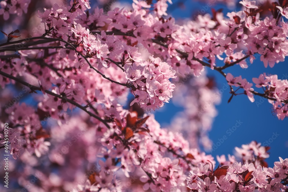 Beautiful floral concept. Pink magnolias in a spring edition. Photo with shallow depth of field.