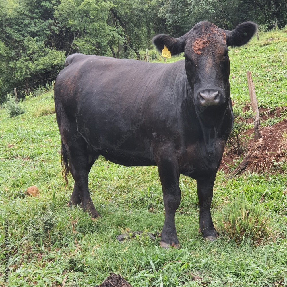 vaca gado de corte aberdin