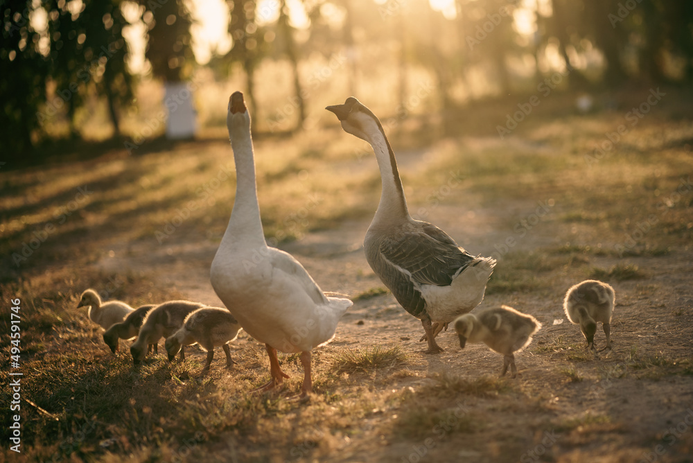 Obraz premium animal farm concept, flock of goose living in nature field of bird farming outdoor, white duck and flock of geese in agricultural concept