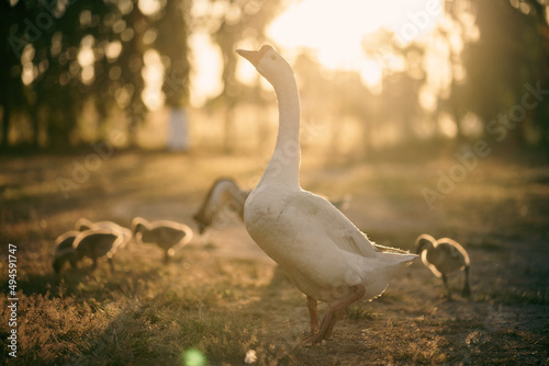 Fotografia animal farm concept, flock of goose living in nature field of bird farming outdo