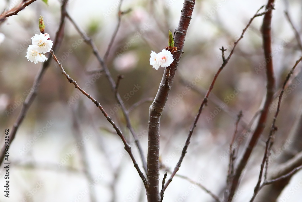 桜の花 桜の花