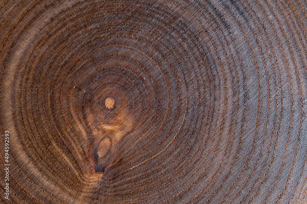 Naklejka premium 年輪