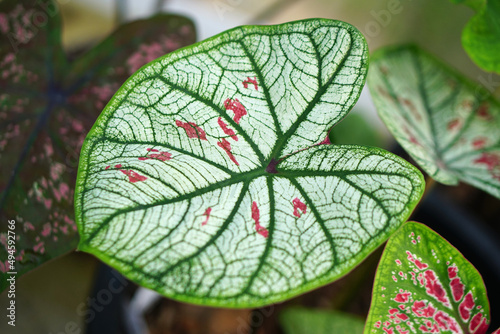 caladium bicolor  in pot great plant for decorate garden photo