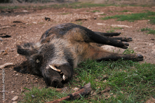 dead wild pig 