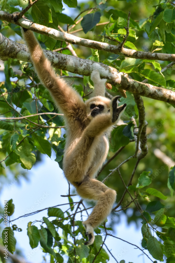 Fototapeta premium White-handed gibbon or Gibbons on trees, gibbon hanging from the tree branch. Animal in the wild, Khao Yai National Park, Thailand.
