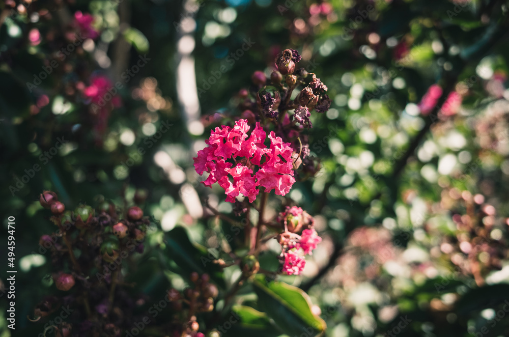 Obraz premium crepe myrtle