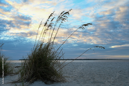 A clump of beach grass at dusk