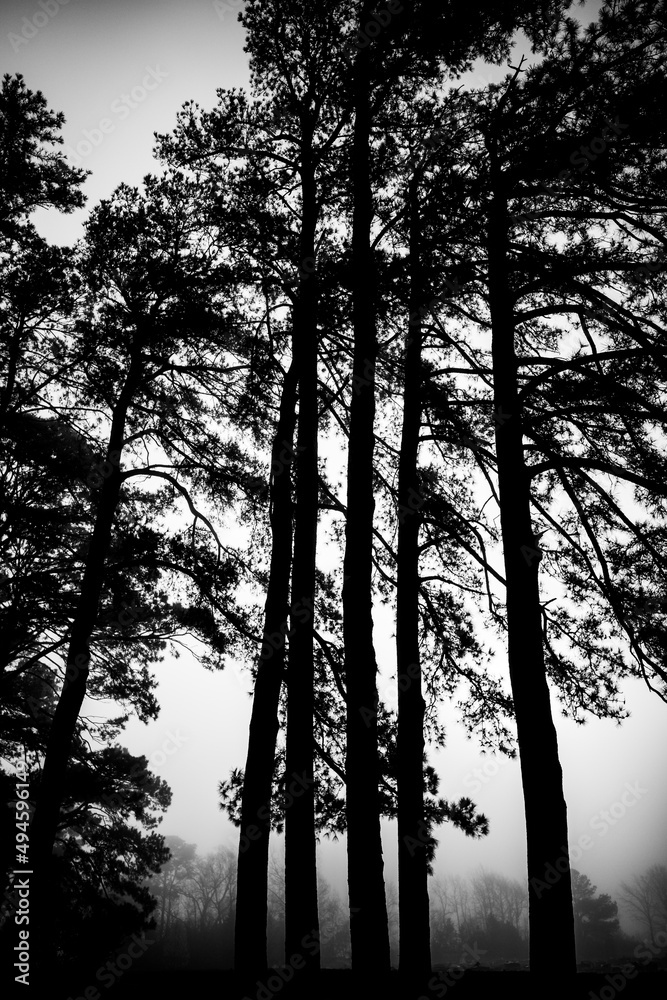 Trees in fog Trees in fog