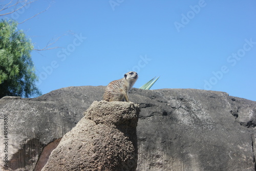 Billede på lærred Meerkat Leader