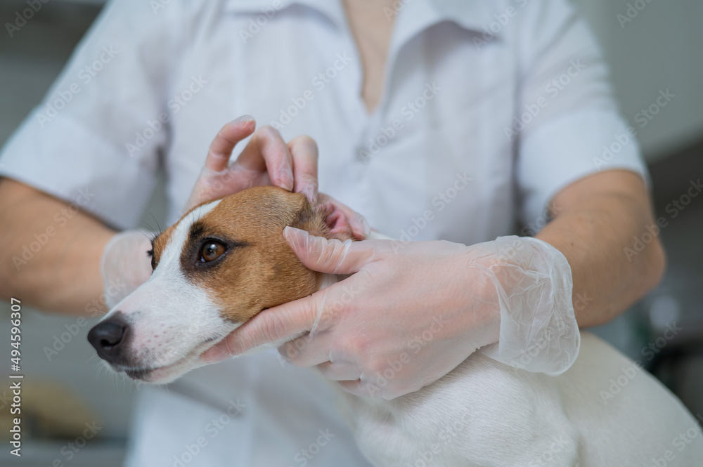 The veterinarian examines the dog's ears. Jack Russell Terrier Ear Allergy. The veterinarian examines the dog's ears. Jack Russell Terrier Ear Allergy.