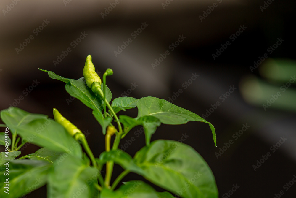 Chili plants that are bearing fruit that have a pale yellow color, green leaves, blurry environmental background Chili plants that are bearing fruit that have a pale yellow color, green leaves, blurry environmental background