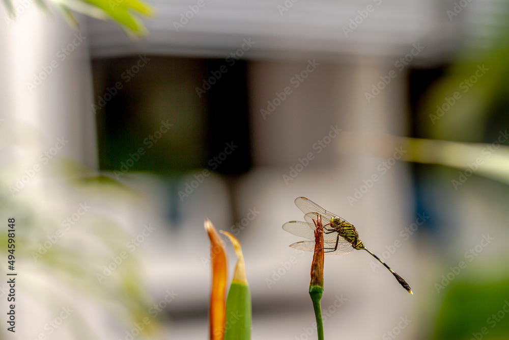 Naklejka premium A green dragonfly with black stripes perches on the top of a leaf, the background of the terrace of the house is bright