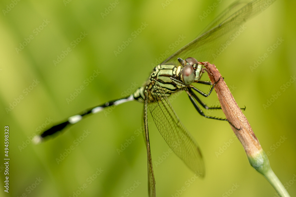 A green dragonfly with black stripes perched on a yellow iris flower bud, blurred green foliage background A green dragonfly with black stripes perched on a yellow iris flower bud, blurred green foliage background