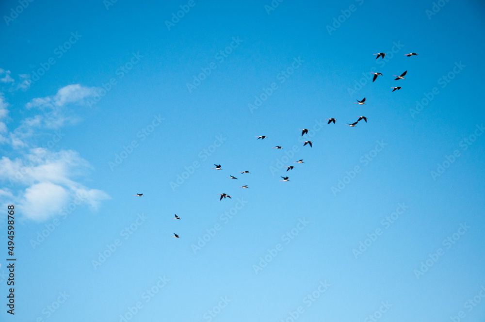 Seagulls flying with blue sky in the background in arroio do sal ,brazil Seagulls flying with blue sky in the background in arroio do sal ,brazil