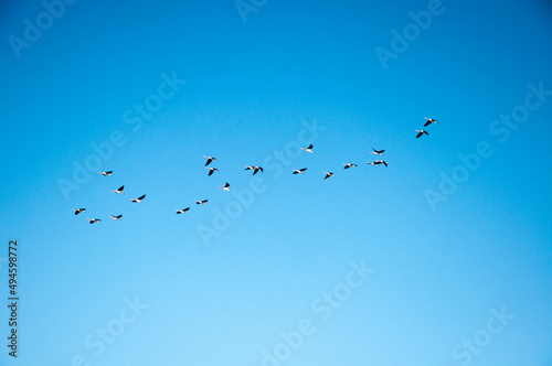Seagulls flying with blue sky in the background in arroio do sal ,brazil