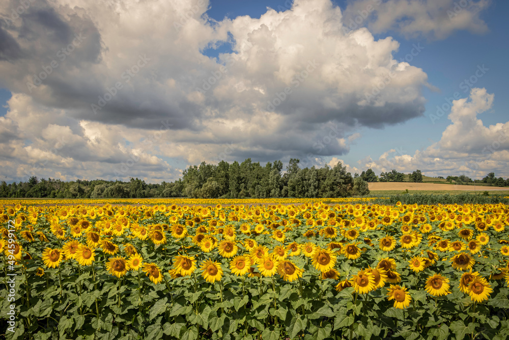 Fototapeta premium Golden summer sunflower field and thick clouds in the blue sky