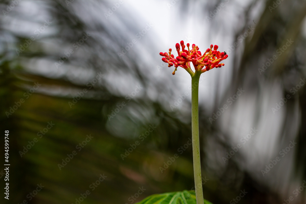 The jatropha plant has bright red flowers, when it becomes a fruit it will turn green, the background of the green leaves is blurry, natural concept