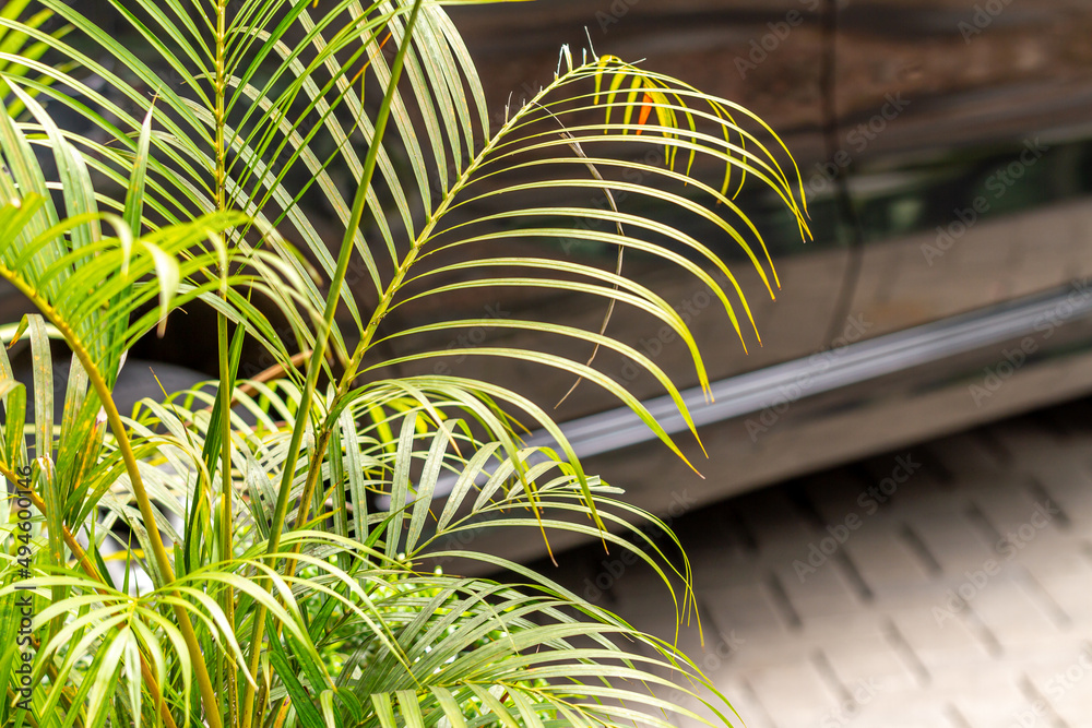 A clump of palm plants with thin, pointed green leaves, planted in an office garden as a natural conditioner and decoration, the concept of returning to nature A clump of palm plants with thin, pointed green leaves, planted in an office garden as a natural conditioner and decoration, the concept of returning to nature