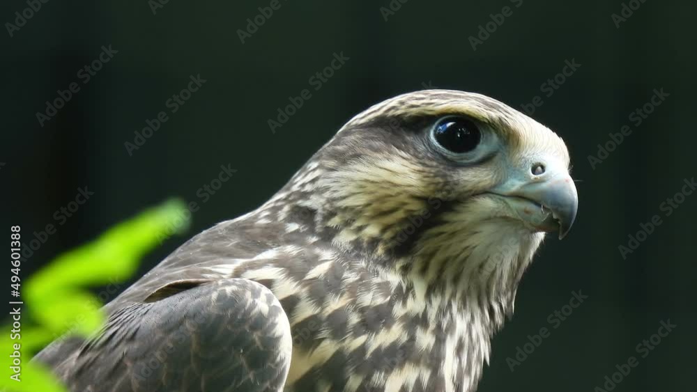 Portrait of a spotted predatory bird on a dark background. Hawk head on dark background. Bird of prey wildlife. Formidable Saker Falcon. Portrait of a spotted predatory bird on a dark background. Hawk head on dark background. Bird of prey wildlife. Formidable Saker Falcon.