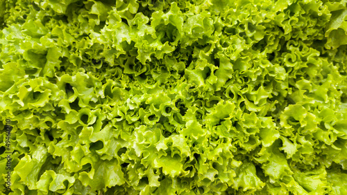 fresh lettuce leaves, green leafy vegetable background, foliage closeup taken in shallow depth of field