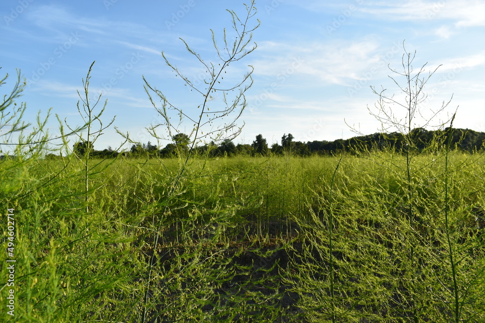 Spargel, Spargelfeld, Feld, grüner Spargel, ausgewachsener Spargel ...