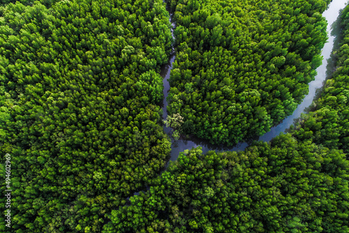 Fototapeta Naklejka Na Ścianę i Meble -  Ecology system green tropical mangrove forest in sea bay