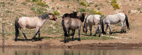 Cinnamon red roan stallion with small band of wild horse mustangs after drinking at the waterhole in the Pryor Mountains wild horse range in Wyoming United States