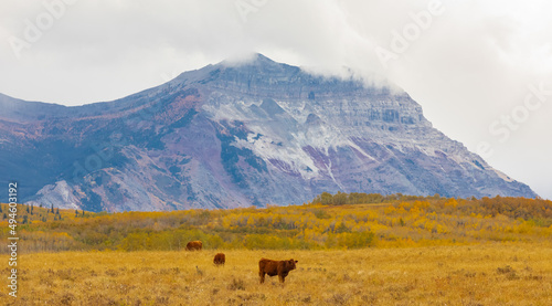 Fototapeta Naklejka Na Ścianę i Meble -  Brown cows grazing on a pasture in the mountains in Canada. Autumn landscape with cows grazing on mountain pastures