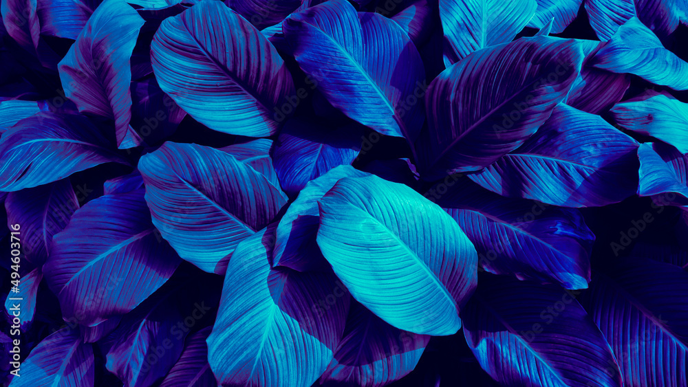 blue tropical leaves texture background