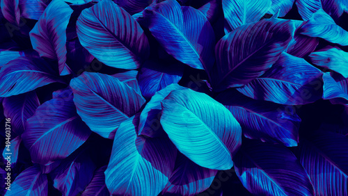 blue tropical leaves texture background © pernsanitfoto