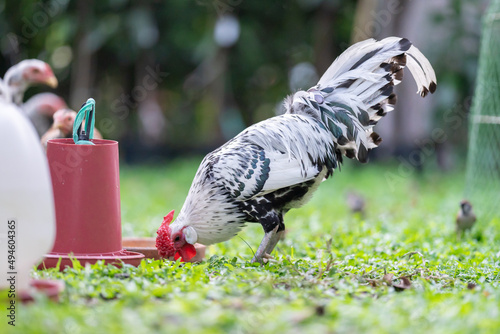 Hamburg Chick at the outdoor field in human home garden.