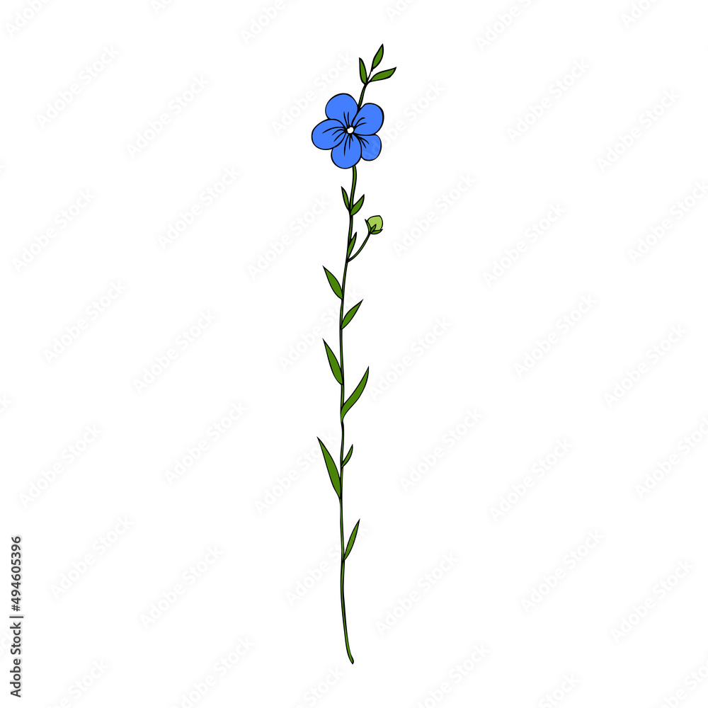 Flax plant, wild field flower isolated on white, botanical hand drawn sketch vector doodle colorful illustration, art for design package organic cosmetic, natural medicine, greeting card, vegan food