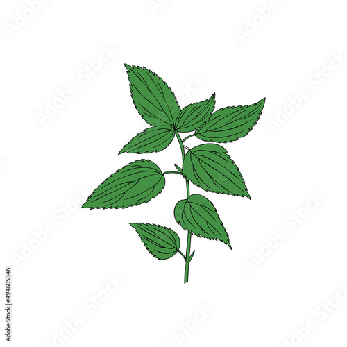 Nettle wild field flower isolated on white background botanical hand drawn sketch vector doodle colorful illustration Urtica dioica for design package tea, cosmetic, natural medicine, greeting cards