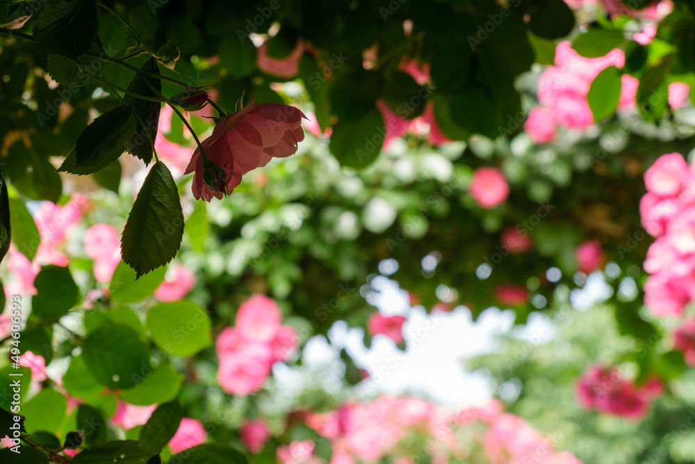 バラの花園 バラの花園